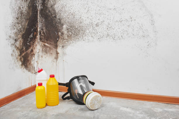 Best Health and Safety Mold Remediation in Palmview, TX