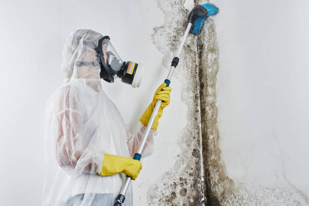 Palmview, TX Mold Remediation Company