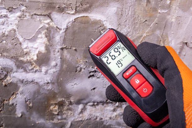 Best Post-Flood Mold Remediation in Palmview, TX