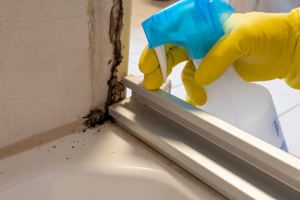 Best Residential Mold Remediation in Palmview, TX