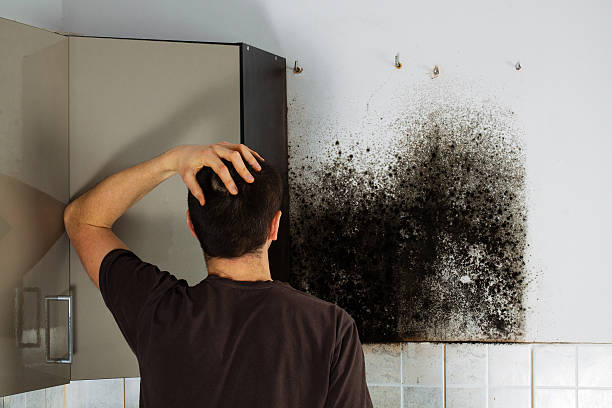 Best HVAC Mold Remediation in Palmview, TX