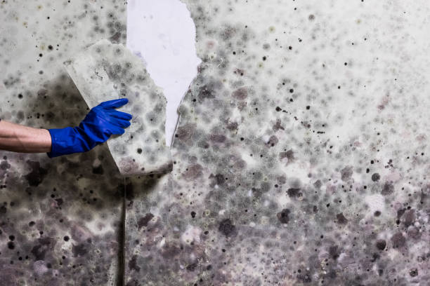Best Mold Testing and Inspection Services in Palmview, TX