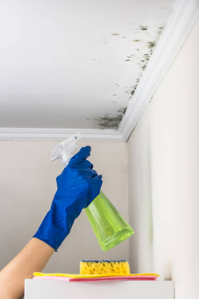 Best Mold Remediation for Specific Building Types in Palmview, TX