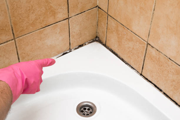 Trusted Palmview, TX Mold Remediation Experts